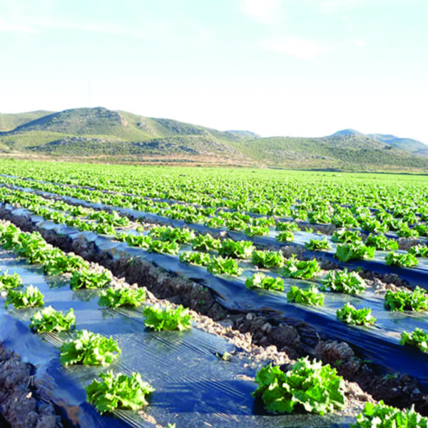 Compostable Biodegradable Mulch Film